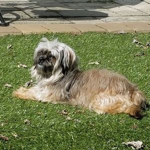 Meet your Posher, Rose